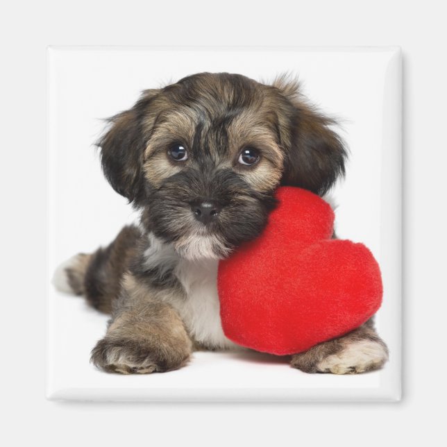 Íman Lover Namorados Havanese Puppy Dog (Frente)