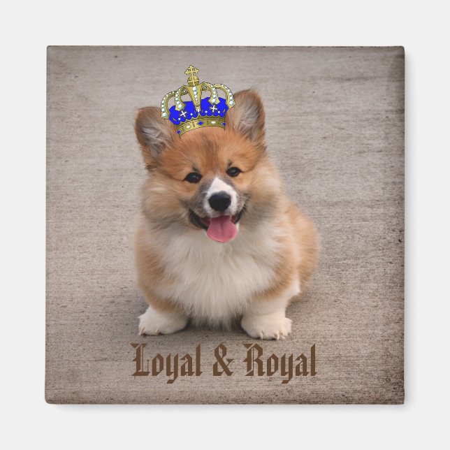 Íman Loyal e Royal Corgi Puppy (Frente)
