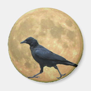 Íman Lua cheia, corvo de passeio