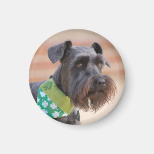 Íman Lucky Miniature Schnauzer