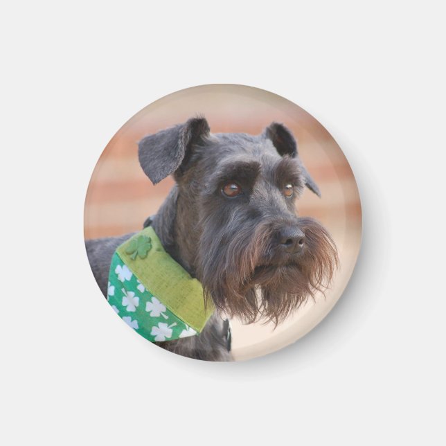 Íman Lucky Miniature Schnauzer (Frente)