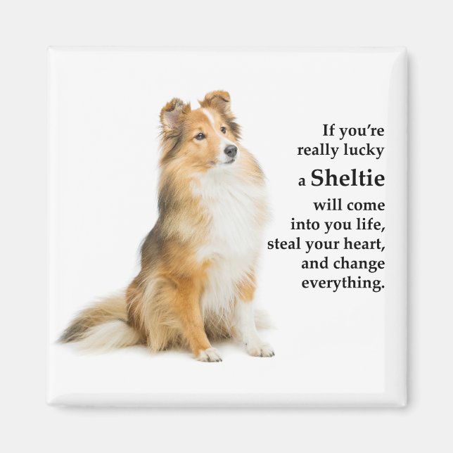 Íman Lucky Sheltie (Frente)