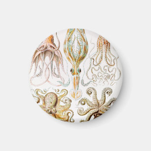 Íman Lula polvo, Gamochonia por Ernst Haeckel