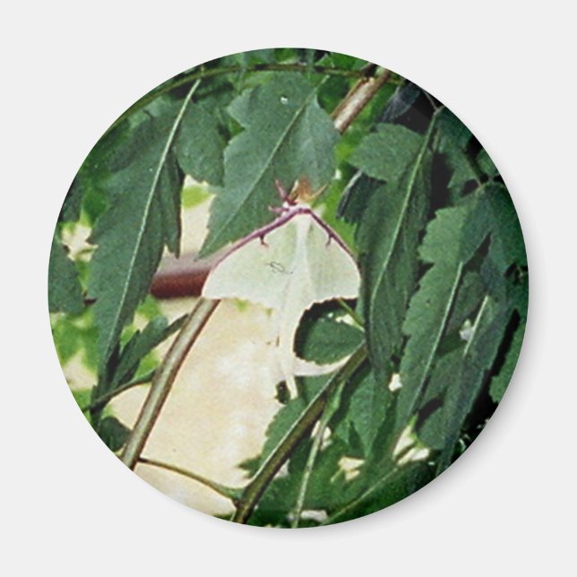 Íman Luna Moth (Frente)