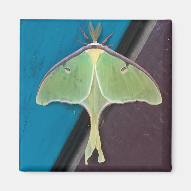 Íman Luna Moth Magnet (Frente)