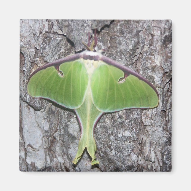 Íman Luna Moth Magnet (Frente)