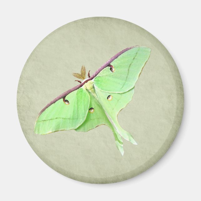 Íman Luna Moth Magnet (Frente)