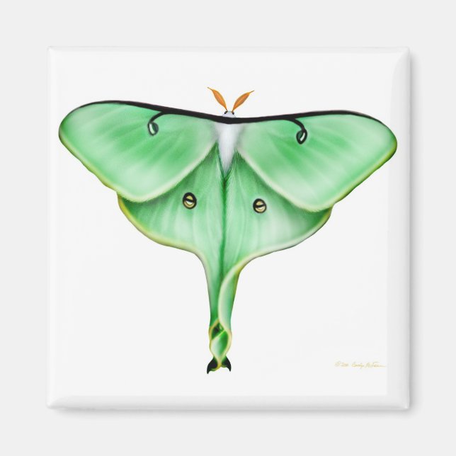 Íman Luna Moth Square Magnet (Frente)