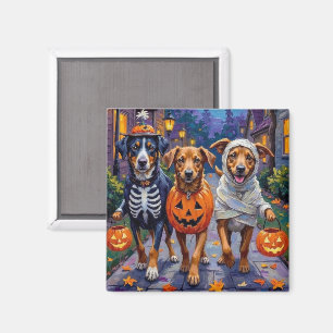 Íman Lundehund Norueguês no Halloween Trick-or-Treating