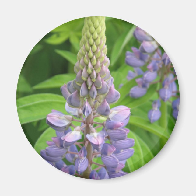 Íman Lupina Roxa (Frente)