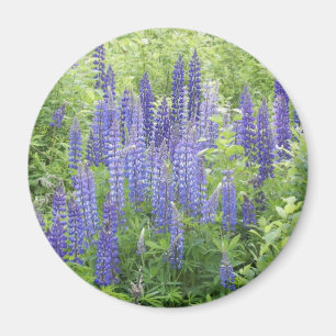 Íman Lupine selvagem