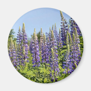 Íman Lupines