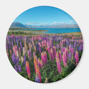 Íman Lupines de Russle no lago Tekapo Nova Zelândia