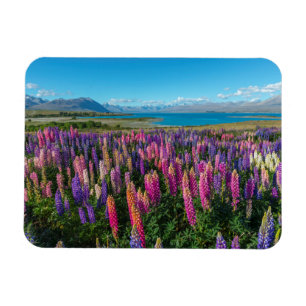 Íman Lupines de Russle no lago Tekapo Nova Zelândia