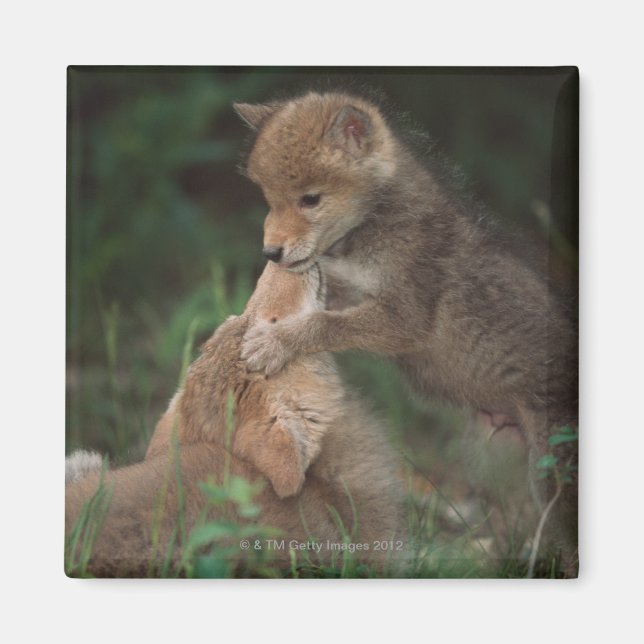 Íman Luta de Cuppies (Canis Latrans) (Frente)