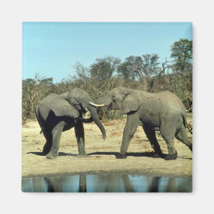 Íman Luta dos elefantes africanos