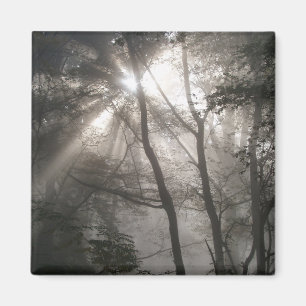 Íman Luz do Sol Através das Árvores Floresta Escura