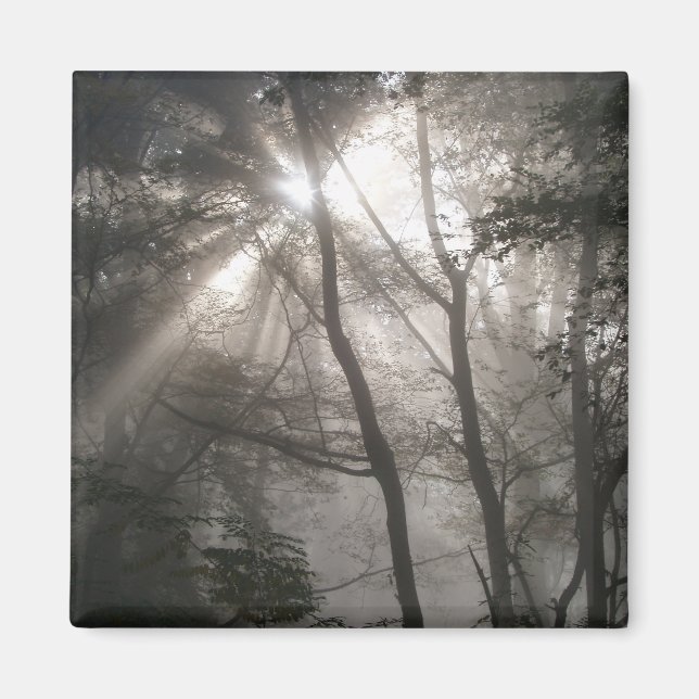 Íman Luz do Sol Através das Árvores Floresta Escura (Frente)