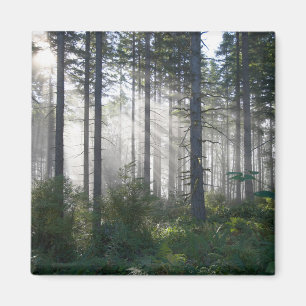 Íman Luz solar que quebra através de uma floresta