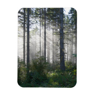 Íman Luz solar que quebra através de uma floresta
