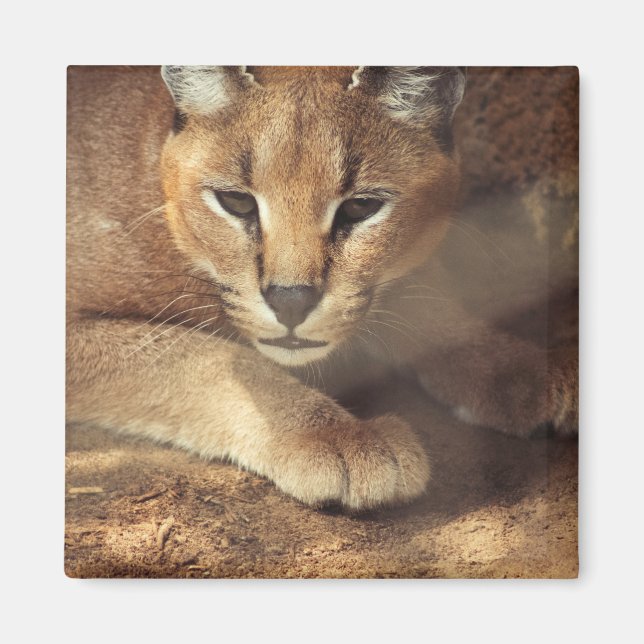 Íman Lynx (Frente)