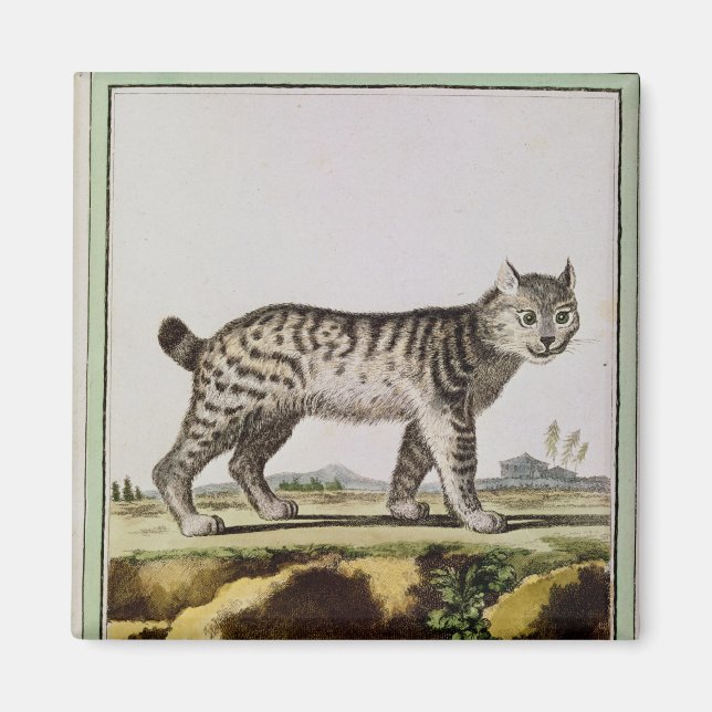 Íman Lynx canadense (Frente)