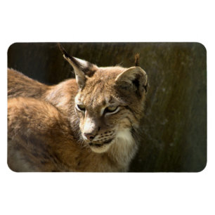 Íman Lynx Eurasiano