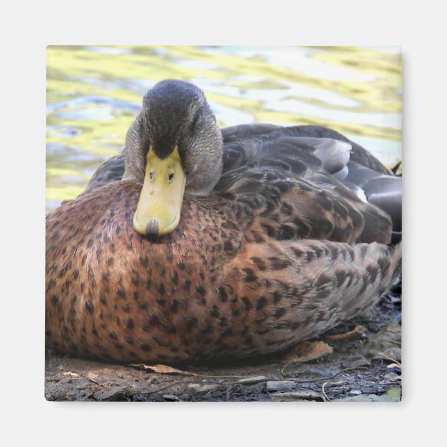 Íman Lynx Lake Waterfowl (Frente)