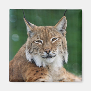 Íman Lynx / Wildcat Magnet