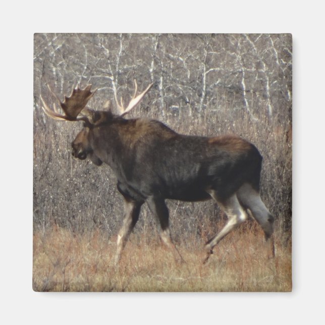 Íman M8 Bull Moose (Frente)