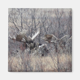 Íman M9 Bull Moose Lay