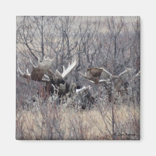 Íman M9 Bull Moose Lay (Frente)