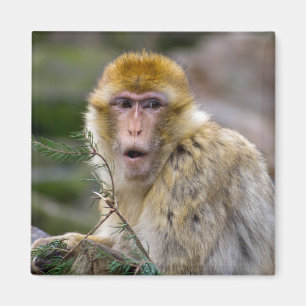 Íman Macaca sylvanus