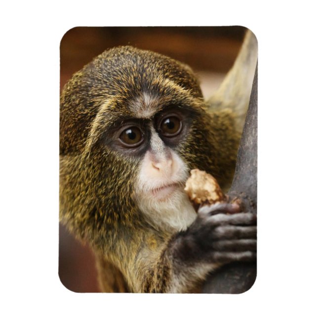 Íman Macaco (Vertical)