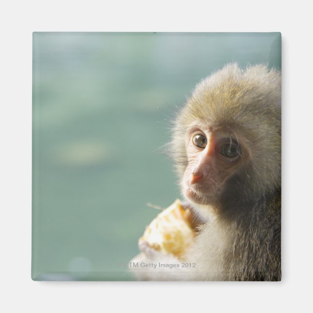 Íman Macaco (Frente)