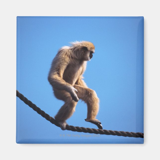 Íman macaco andando na corda (Frente)