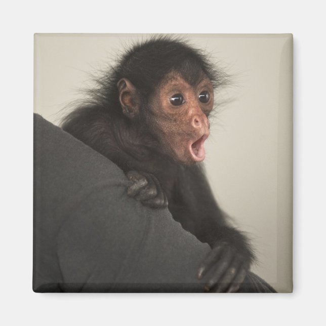 Íman Macaco-aranha-de-cara-vermelha Ateles paniscus) (Frente)