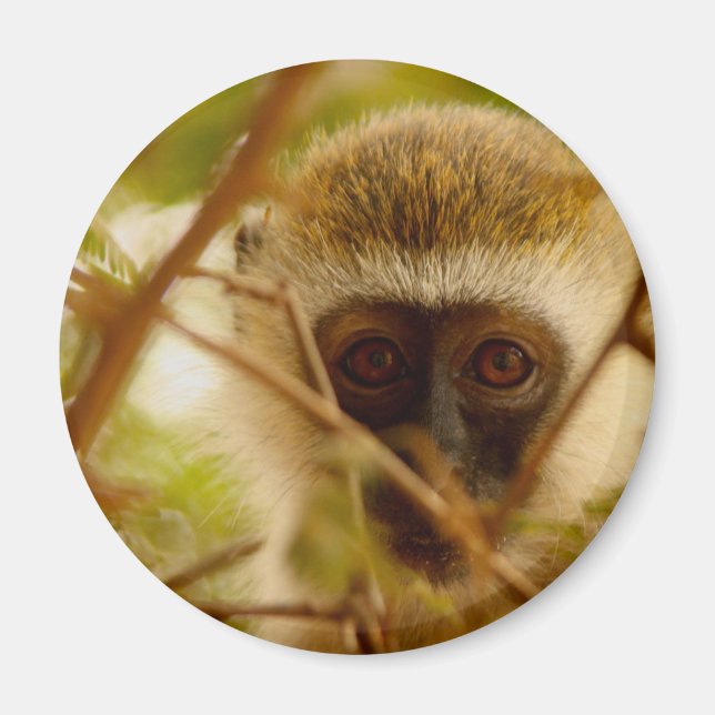 Íman Macaco atrevido. (Frente)