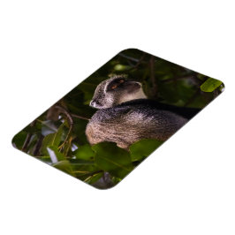 Íman Macaco azul, Zanzibar