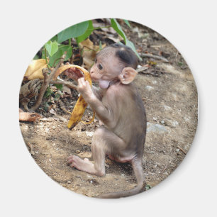 Íman Macaco-Bebê