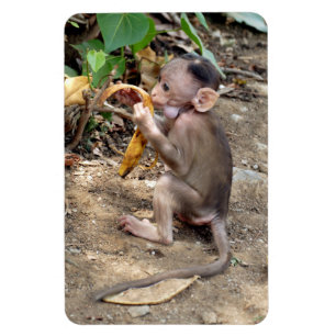Íman Macaco-Bebê