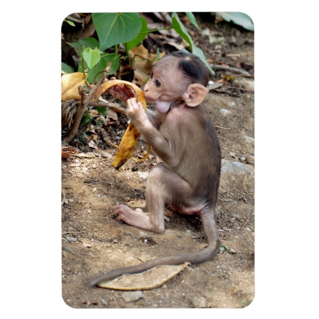 Íman Macaco-Bebê (Vertical)