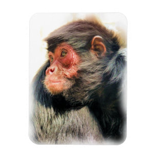 ÍMAN  MACACO DE ARANHA
