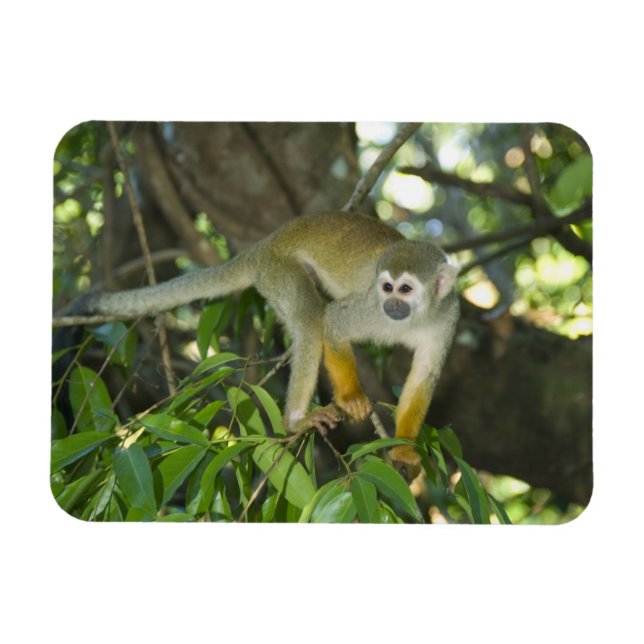 Íman Macaco-de-cheiro-comum, (Saimiri sciureus), Rio (Horizontal)