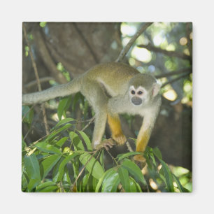 Íman Macaco-de-cheiro-comum, (Saimiri sciureus), Rio