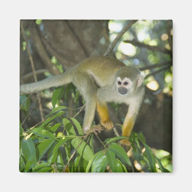 Íman Macaco-de-cheiro-comum, (Saimiri sciureus), Rio (Frente)