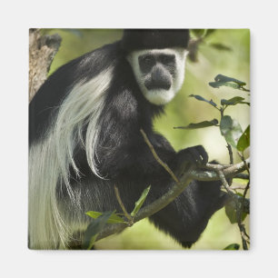 Íman Macaco de Colobus preto e branco, Colobus 2