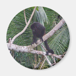 Íman Macaco de Howler e macaco do bebê na selva de