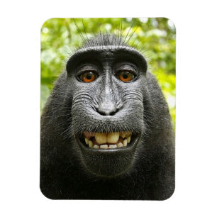 Íman Macaco de Macaque com crista de sorriso de Celebes