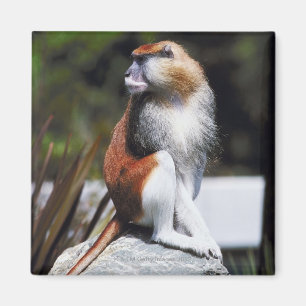 Íman Macaco de Patas